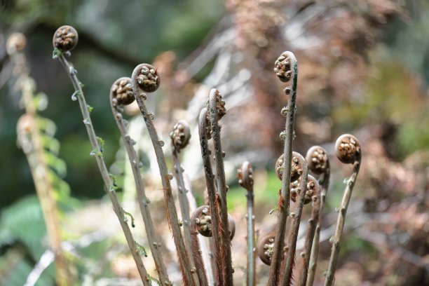 fiddlehead