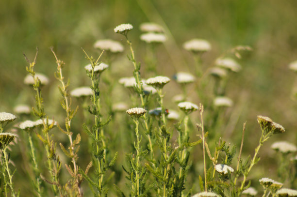 achillea
