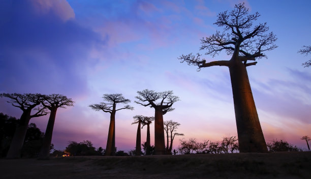 baobab