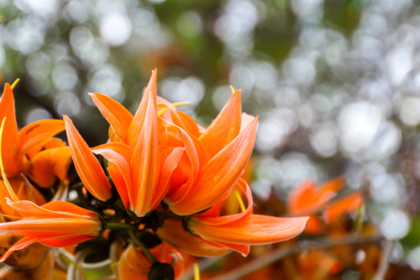 热带森林中的花朵，泰国