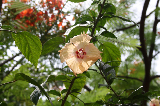 锦葵属,雄蕊,鲜花盛开