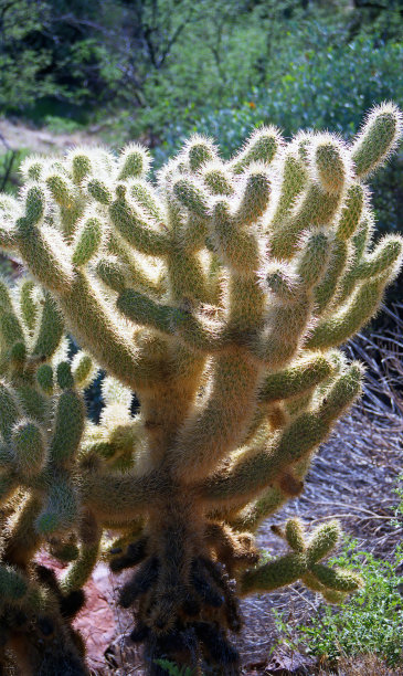 cholla