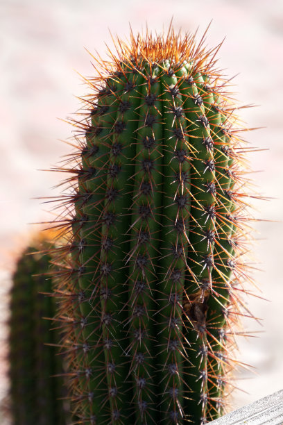 saguaro