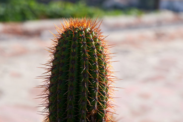 saguaro