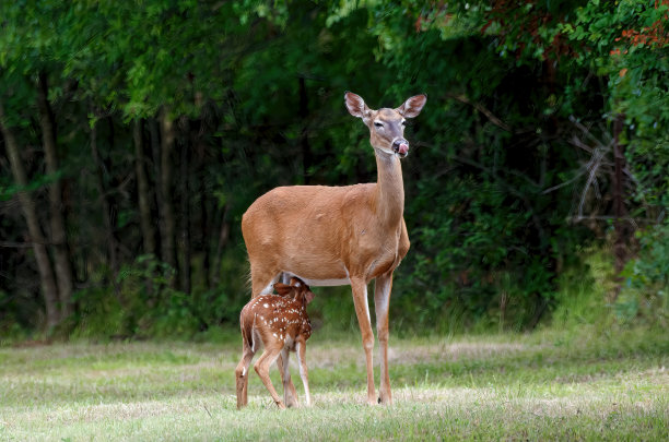 doe
