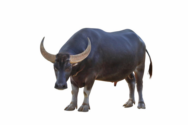 ox