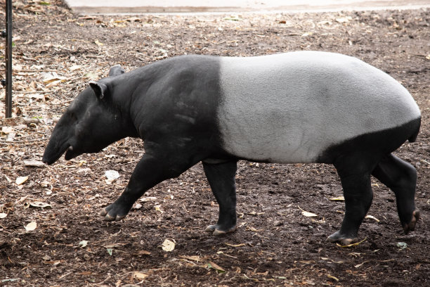 tapir