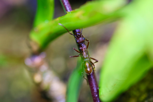 arthropod