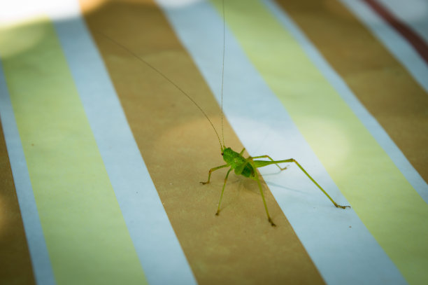 katydid