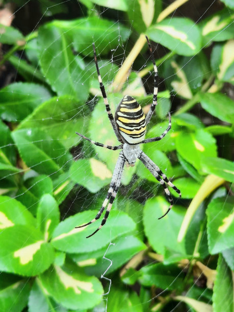 argiope