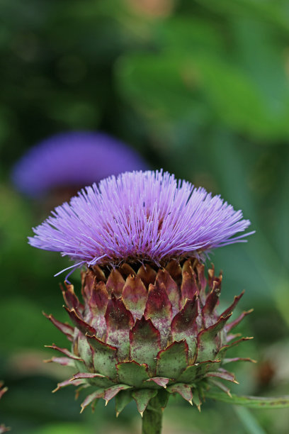artichoke