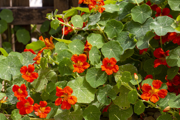 nasturtium