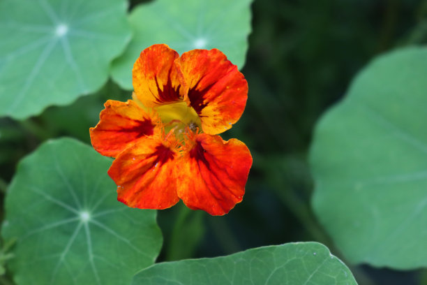 nasturtium