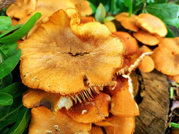 cortinarius
