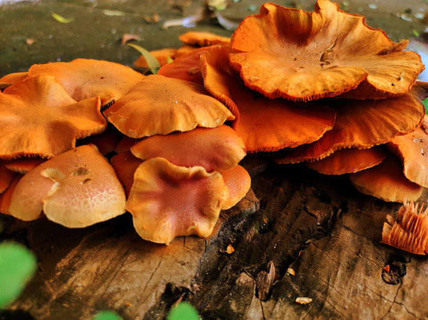 cortinarius