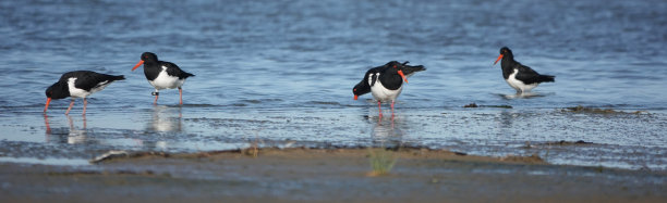 haematopus