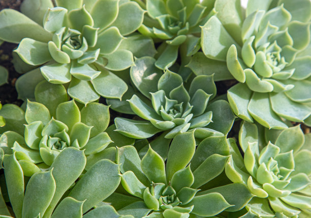 crassula