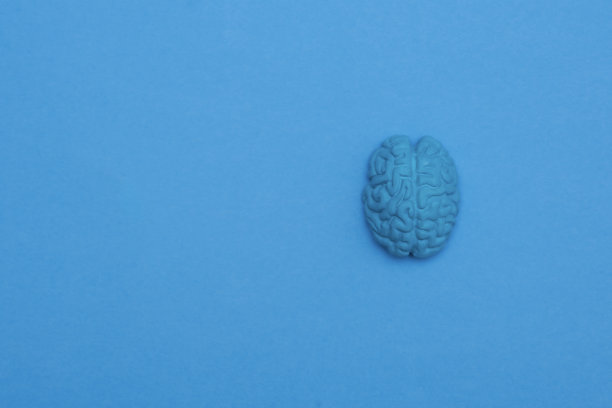 cerebrum