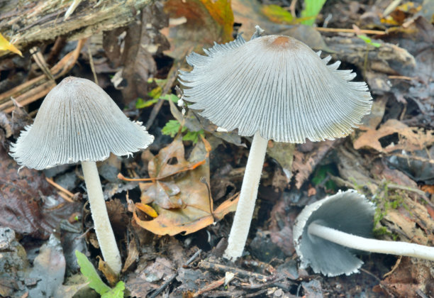 agaric