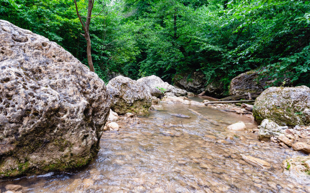 河畔水杉林美景