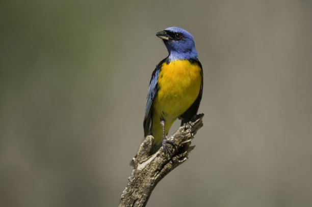 ornithology