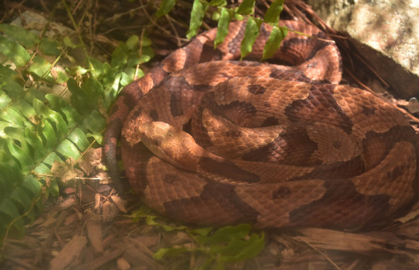copperhead