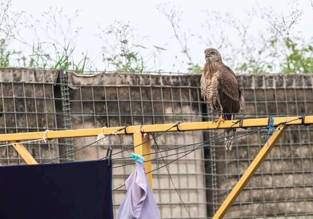 buzzard