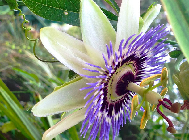 passiflora