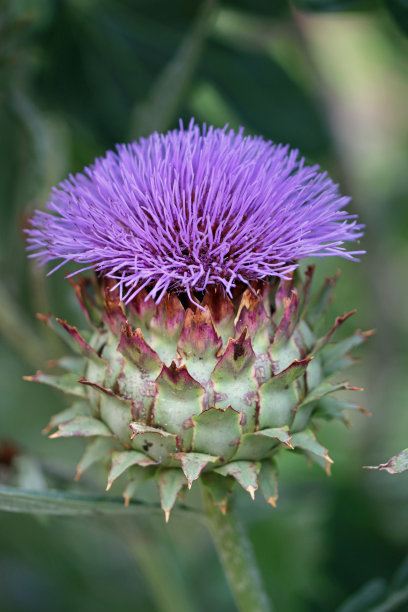 artichoke