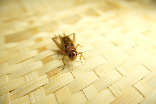 katydid