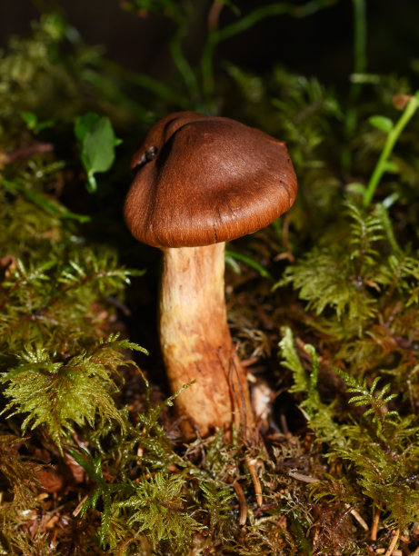 cortinarius