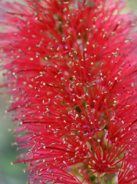 stamens