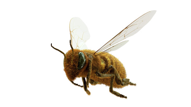 beekeeper