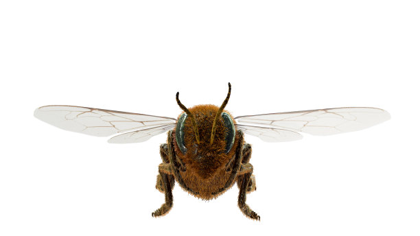 beekeeper