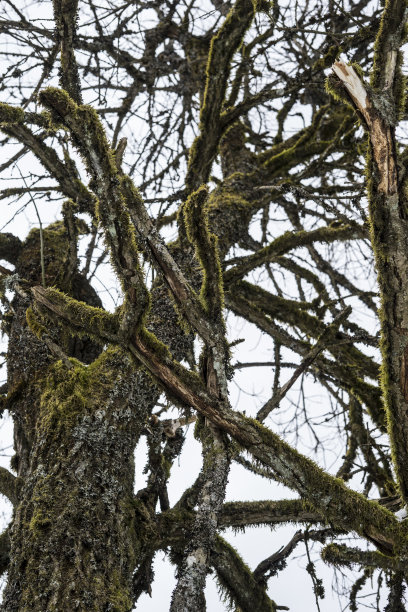 rhön