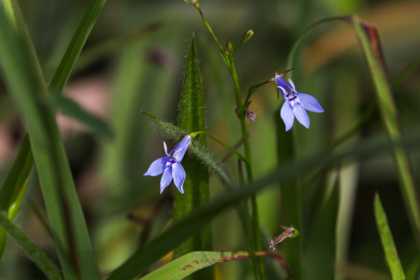 lobelia