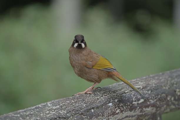 laughingthrush