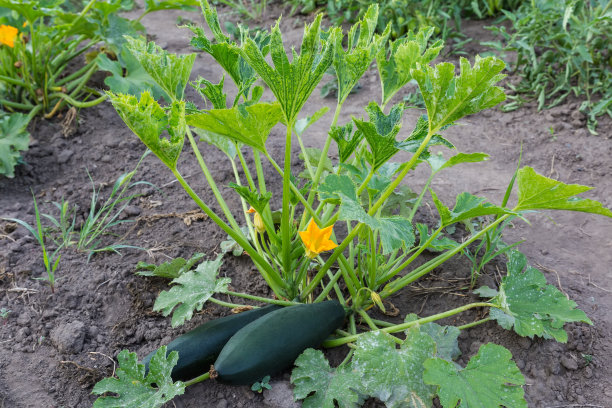 courgette
