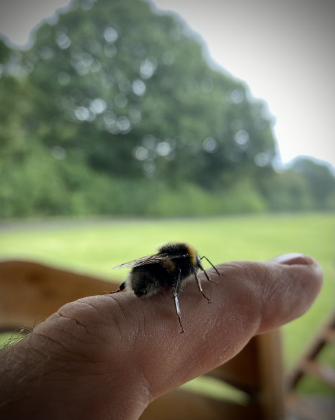 beekeeper