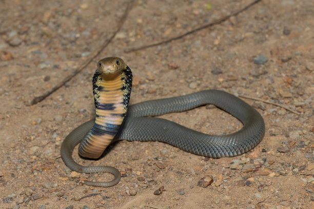 cobra