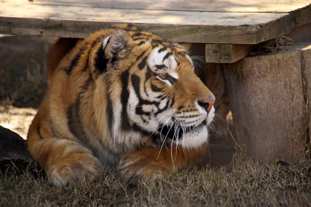 panthera
