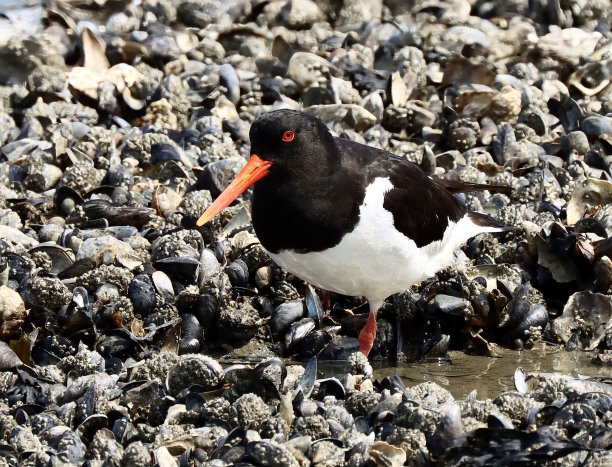 haematopus