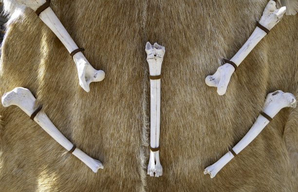 skeleton