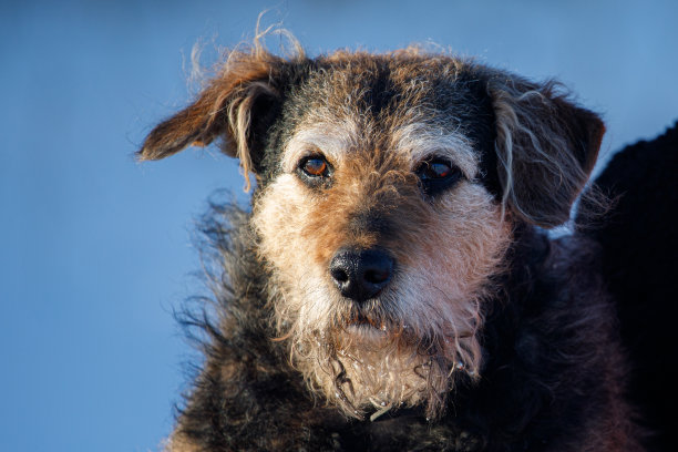 airedale