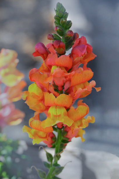 snapdragon
