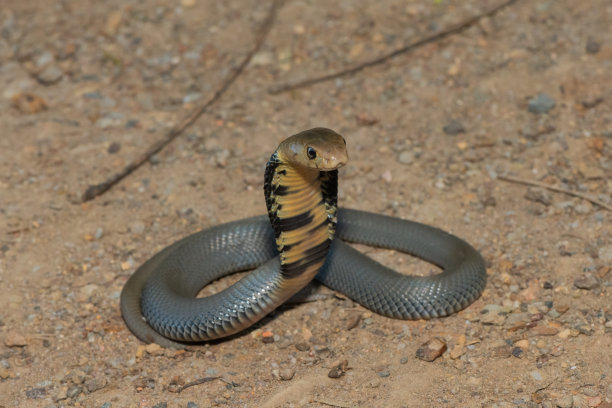 cobra