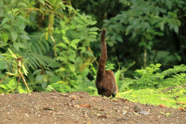 coatimundi
