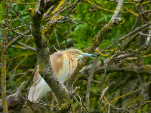 egretta