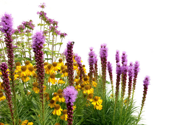 liatris