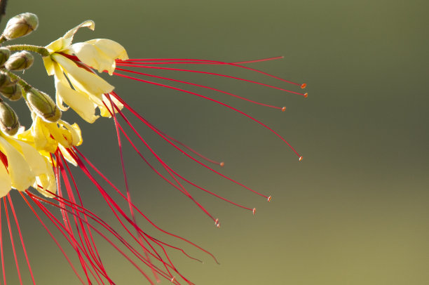 stamens